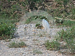 Martinet blanc - Garceta comÃÆÃâÃâ Ã¢â¬â¢ÃÆÃ¢â¬Â ÃÂ¢Ã¢âÂ¬Ã¢âÂ¢ÃÆÃâÃÂ¢Ã¢âÂ¬ÃÂ¡ÃÆÃ¢â¬Å¡ÃâÃÂºn - Egretta garzetta - Little Egret photo